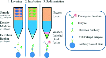 Graphical abstract: A centrifugal fluidic immunoassay for ocular diagnostics with an enzymatically hydrolyzed fluorogenic substrate