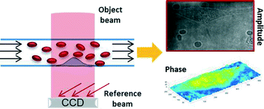 Graphical abstract: Imaging adherent cells in the microfluidic channel hidden by flowing RBCs as occluding objects by a holographic method