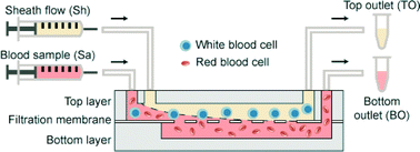 Graphical abstract: Continuous-flow microfluidic blood cell sorting for unprocessed whole blood using surface-micromachined microfiltration membranes