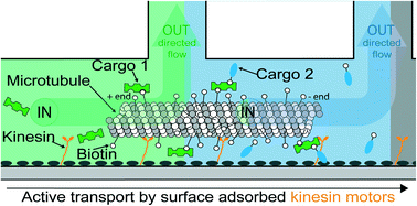 Graphical abstract: Nanoshuttles propelled by motor proteins sequentially assemble molecular cargo in a microfluidic device