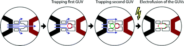 Graphical abstract: Controllable electrofusion of lipid vesicles: initiation and analysis of reactions within biomimetic containers