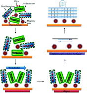 Graphical abstract: Rapid isolation and diagnosis of live bacteria from human joint fluids by using an integrated microfluidic system