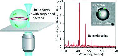 Graphical abstract: In vitro and in vivo biolasing of fluorescent proteins suspended in liquid microdroplet cavities