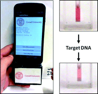 Graphical abstract: Detection of Kaposi's sarcoma associated herpesvirus nucleic acids using a smartphone accessory