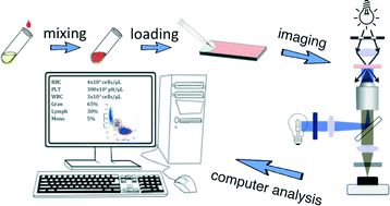 Graphical abstract: Single-step preparation and image-based counting of minute volumes of human blood