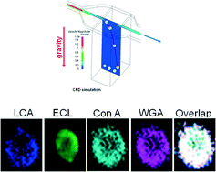 Graphical abstract: Sequential glycan profiling at single cell level with the microfluidic lab-in-a-trench platform: a new era in experimental cell biology