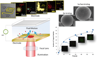 Graphical abstract: An optoelectrokinetic technique for programmable particle manipulation and bead-based biosignal enhancement