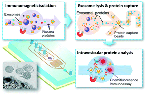 Graphical abstract: Integrated immunoisolation and protein analysis of circulating exosomes using microfluidic technology