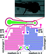 Graphical abstract: A microfluidic system for studying the behavior of zebrafish larvae under acute hypoxia