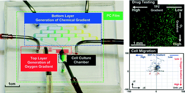 Graphical abstract: A polydimethylsiloxane–polycarbonate hybrid microfluidic device capable of generating perpendicular chemical and oxygen gradients for cell culture studies