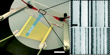 Graphical abstract: Microfluidic resonant cavities enable acoustophoresis on a disposable superstrate