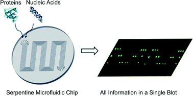 Graphical abstract: Multiplexed microfluidic blotting of proteins and nucleic acids by parallel, serpentine microchannels