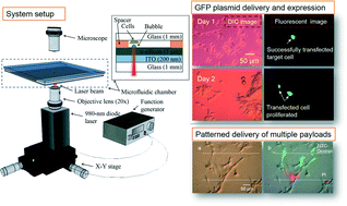 Graphical abstract: Efficient single-cell poration by microsecond laser pulses