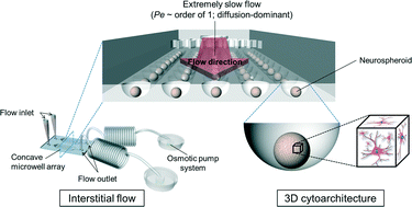 Graphical abstract: Three-dimensional brain-on-a-chip with an interstitial level of flow and its application as an in vitro model of Alzheimer's disease