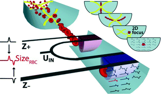 Graphical abstract: Two-dimensional acoustic particle focusing enables sheathless chip Coulter counter with planar electrode configuration