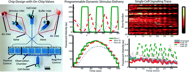Graphical abstract: An automated programmable platform enabling multiplex dynamic stimuli delivery and cellular response monitoring for high-throughput suspension single-cell signaling studies