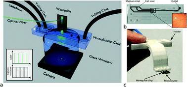 Graphical abstract: Three-part differential of unlabeled leukocytes with a compact lens-free imaging flow cytometer