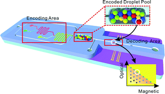 Graphical abstract: Magnetofluidic platform for multidimensional magnetic and optical barcoding of droplets