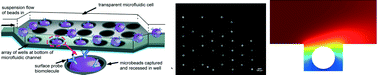 Graphical abstract: Mass transfer in the biomolecular binding of a target against probe molecules on the surface of microbeads sequestered in wells in a microfluidic cell