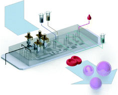 Graphical abstract: On-chip sample preparation for complete blood count from raw blood