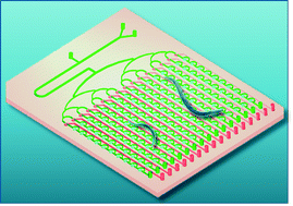 Graphical abstract: A droplet microchip with substance exchange capability for the developmental study of C. elegans