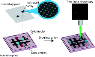 Graphical abstract: Digital microfluidics for time-resolved cytotoxicity studies on single non-adherent yeast cells