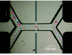 Graphical abstract: An integrated optofluidic device for single-cell sorting driven by mechanical properties