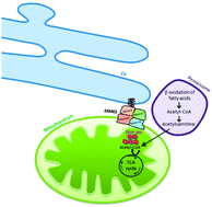 Graphical abstract: Peroxisomes are juxtaposed to strategic sites on mitochondria