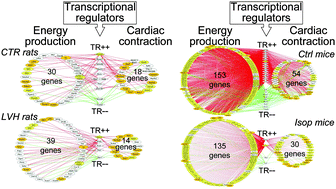 Graphical abstract: Robust coordination of cardiac functions from gene co-expression reveals a versatile combinatorial transcriptional control