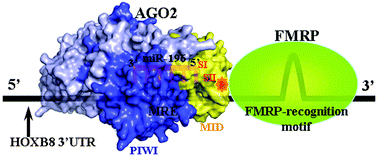 Graphical abstract: FMRP regulates miR196a-mediated repression of HOXB8 via interaction with the AGO2 MID domain