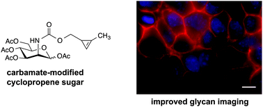 Graphical abstract: Improved cyclopropene reporters for probing protein glycosylation