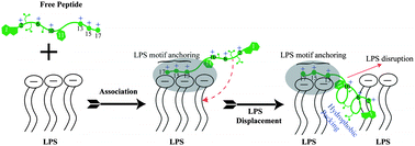 Graphical abstract: Sequence context induced antimicrobial activity: insight into lipopolysaccharide permeabilization