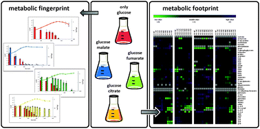 Graphical abstract: A time resolved metabolomics study: the influence of different carbon sources during growth and starvation of Bacillus subtilis