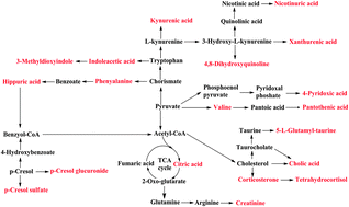 Graphical abstract: A metabonomic study of adjuvant-induced arthritis in rats using ultra-performance liquid chromatography coupled with quadrupole time-of-flight mass spectrometry