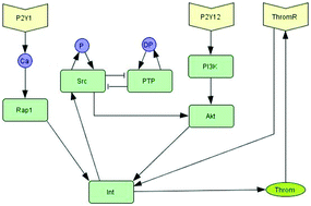 Graphical abstract: A comparative analysis of the bistability switch for platelet aggregation by logic ODE based dynamical modeling