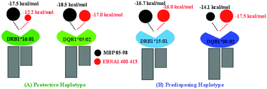 Graphical abstract: Antigenic peptide molecular recognition by the DRB1–DQB1 haplotype modulates multiple sclerosis susceptibility