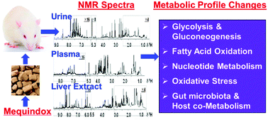 Graphical abstract: Dynamic changes in metabolic profiles of rats subchronically exposed to mequindox