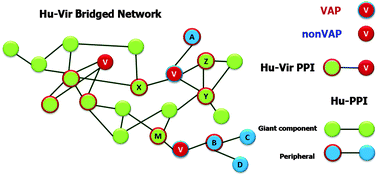 Graphical abstract: Viral proteins that bridge unconnected proteins and components in the human PPI network