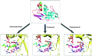 Graphical abstract: Renal protein reactivity and stability of antibiotic amphenicols: structure and affinity