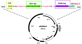 Graphical abstract: Live cell interactome of the human voltage dependent anion channel 3 (VDAC3) revealed in HeLa cells by affinity purification tag technique