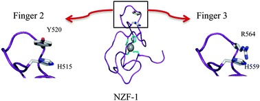 Graphical abstract: A role for hydrogen bonding in DNA recognition by the non-classical CCHHC type zinc finger, NZF-1