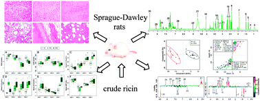 Graphical abstract: NMR-based metabolomics approach to study the chronic toxicity of crude ricin from castor bean kernels on rats