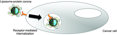 Graphical abstract: A proteomics-based methodology to investigate the protein corona effect for targeted drug delivery