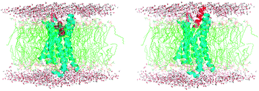 Graphical abstract: The nociceptin receptor (NOPR) and its interaction with clinically important agonist molecules: a membrane molecular dynamics simulation study