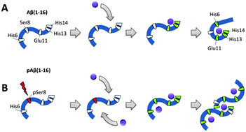 Graphical abstract: Phosphorylation of Ser8 promotes zinc-induced dimerization of the amyloid-β metal-binding domain