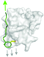 Graphical abstract: The talin–integrin interface under mechanical stress