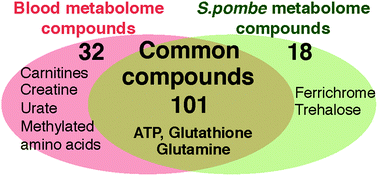 Graphical abstract: Unexpected similarities between the Schizosaccharomyces and human blood metabolomes, and novel human metabolites