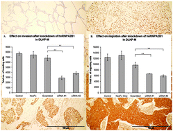 Graphical abstract: Abnormal levels of heterogeneous nuclear ribonucleoprotein A2B1 (hnRNPA2B1) in tumour tissue and blood samples from patients diagnosed with lung cancer