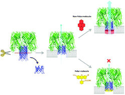 Graphical abstract: Grafting synthetic transmembrane units to the engineered low-toxicity α-hemolysin to restore its hemolytic activity