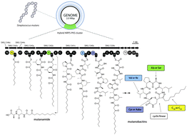 Graphical abstract: Systems biosynthesis of secondary metabolic pathways within the oral human microbiome member Streptococcus mutans